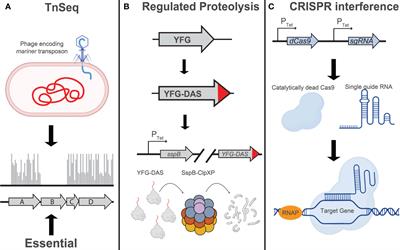 Unraveling the mechanisms of intrinsic drug resistance in Mycobacterium tuberculosis